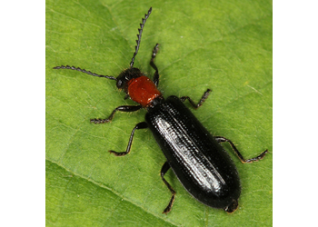 Holz-Buntkäfer (Tillus elongatus) - © Erwin Holzer